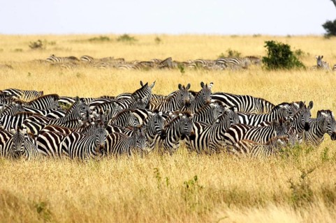 Burchell's Zebra (equus burchelli), Herd at Masai Mara Park in Kenya