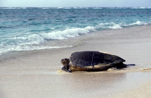 LOGGERHEAD SEA TURTLE (caretta caretta), ADULT GOING BACK TO SEA AFTER LAYING EGGS, AUSTRALIA