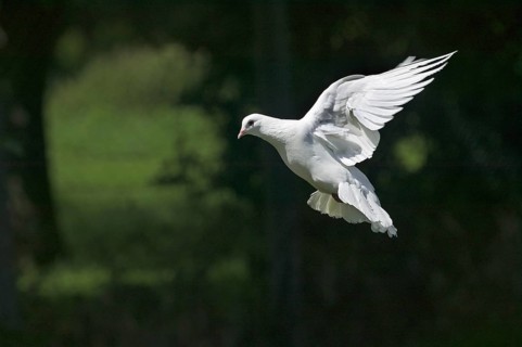 White Fantail Pigeon, Adult in Flight