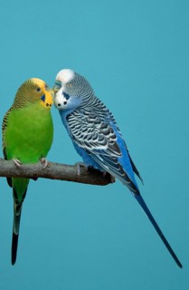 Budgies, pair, male courtship, budgerigar (Melopsittacus undulatus)
