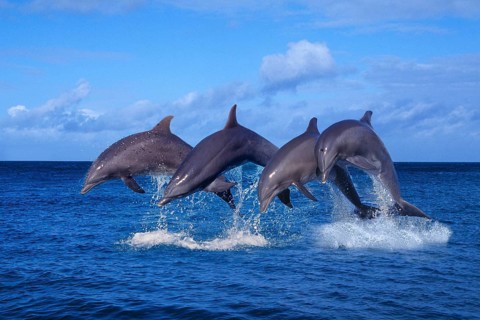 Bottlenose Dolphins (Tursiops truncatus)