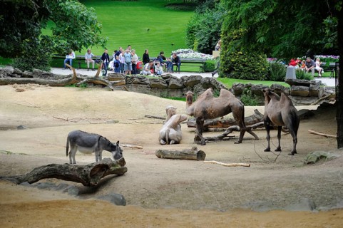 Bactrian camels, Antwerp, Antwerp Zoo, Flanders, Belgium, Europe