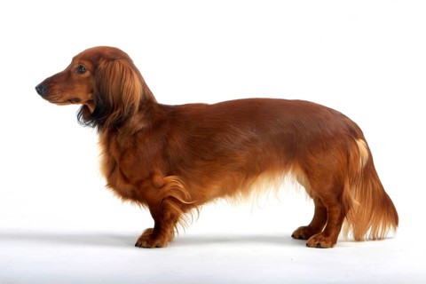 Longhaired dachshund, red, dachshund, dachshund, lateral