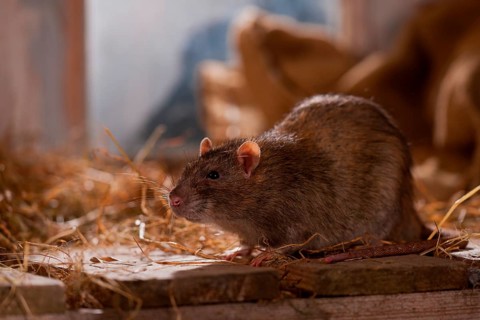 Rat (Rattus norvegicus forma domestica), in barn, Rhineland-Palatinate, Germany, Europe