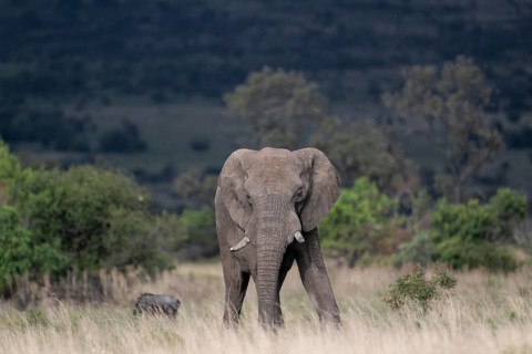 African elephant (Loxodonta africana) bull, Lush Private Game reserve, Pilanesberg National Park,