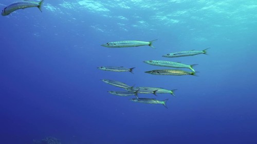 Group of Yellow-tail Barracuda (Sphyraena flavicauda) swims in blue depth sea, Red sea, Safaga,