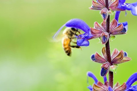 Macro of a Honey bee (Apis mellifera) on a meadow clary or meadow sage (Salvia pratensis) Italy