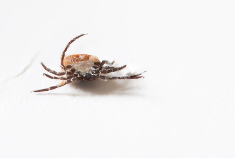 Brown tick on a white background in close-up, Germany, Europe