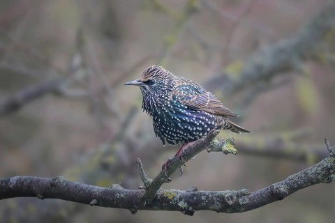 Common starling (Sturnus vulgaris), adult bird sitting in a plum tree, Rhineland-Palatinate,