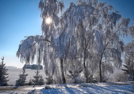 Frosted birch trees (Betula) against the light, Ellwangen, Baden- Württemberg, Germany, Europe