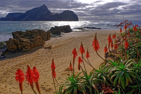 Sandy beach beach, aloes, rocks, Calheta, Porto Santo Island, Madeira Island