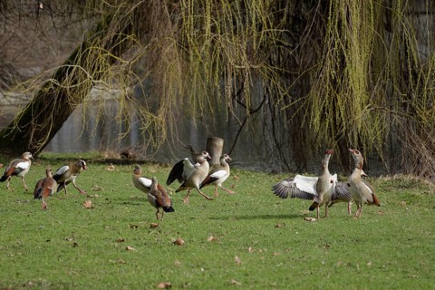 Nile geese on the banks of the Neckar, Nile goose (Alopochen aegyptiaca), Neckar, Neckar valley,