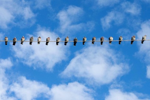 A row of domestic pigeons (Columba livia domestica) sitting next to each other side by side on a