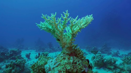 Bleached Hard Table Coral Acropora. Bleaching and death of corals from excessive seawater heating