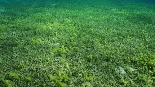 Seabed covered with green seagrass. Seagrass meadow with blooming green Round Leaf Sea Grass or