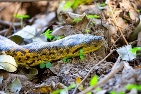 Large anaconda (Eunectes murinus) Pantanal Brazil