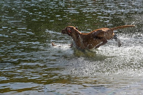 Dog jumping into the water with lots of splashing, fun and refreshment at the lake in the hot