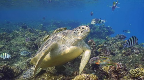 Great Green Sea Turtlle (Chelonia mydas) on top of coral reef around floats school of tropical fish