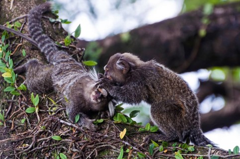 Beautiful marmoset monkey (Callithrix jacchus) found in large quantities in the city of Salvador in