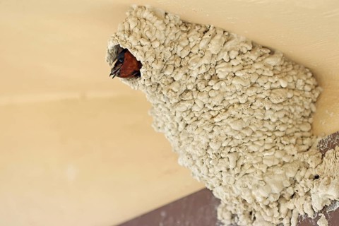 Cliff Swallow, Nest, USA, North America