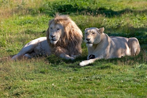 WHITE LION (panthera leo) krugensis, PAIR LAYING DOWN ON GRASS