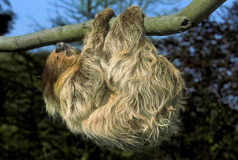 Two Toed Sloth (choloepus didactylus), Adult hanging from Branch