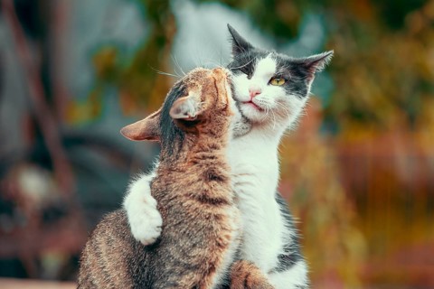 Funny tabby cat bite gray and white cat in fall colors