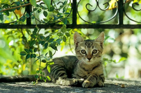 Young domestic kitten, GR-Lesbos