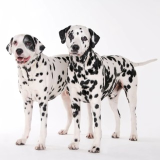 Dalmatian, males, 8 and 11 years old