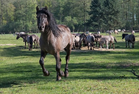 Konik stallion, stud, rear herd with Dülmen mares, Merfelder Bruch, Dülmen, North Rhine-Westphalia,
