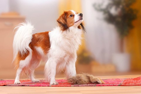 Kooikerhondje, male dog, carpet, toy, retrieve, dummy, expectant