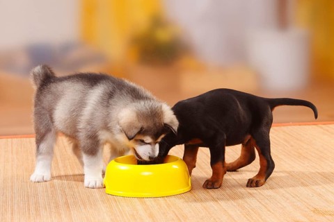 Alaskan Malamute, puppy, 6 weeks, and Doberman, 5 weeks, food bowl, bowl, food envy