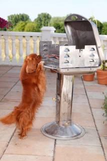 Cavalier King Charles Spaniel, ruby, at barbecue/grilling