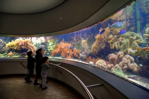 Löbbecke Museum, Aquazoo, Düsseldorf, North Rhine-Westphalia, Aquarium, Germany, Europe