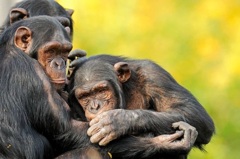 Common Chimpanzee (Pan troglodytes)