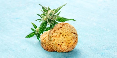 Cannabis butter cookies panorama, with marijuana buds, homemade healthy biscuits on a blue