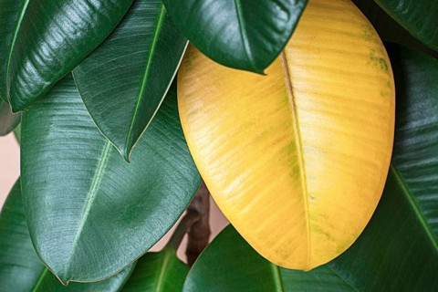 Yellow leaf on green (Ficus elastica), houseplant care