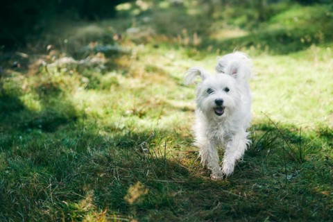 White adorable dog running in forest on sunny day. Pets concept