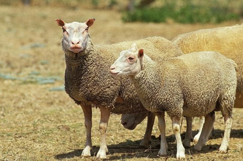 Charmois domestic sheep, a French breed