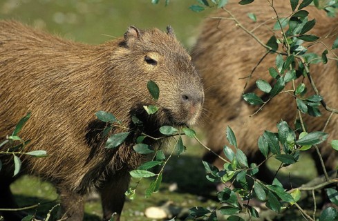 Capybara (hydrochoerus hydrochaeris), adults eating leaves, Pantanal in Brazil