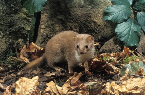 Least weasel (mustela nivalis), adult in dry foliage, Normandy
