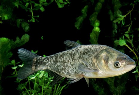 Silver carp (hypophthalmichthys molitrix), Tolstolob, Silver Amur, Tolstolobs, Silver Amurs,