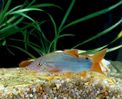 BLUE LOACH OR BLUE BOTIA (botia modesta)