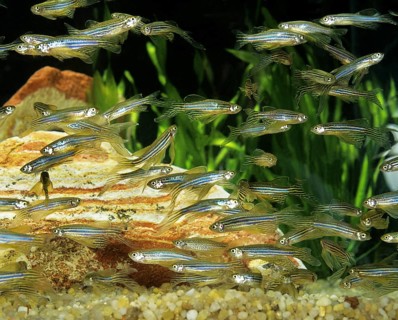 Zebrafish (brachydanio rerio) (Brachydanio rerio), Zebrafish, Animals, Other animals, Fishes,