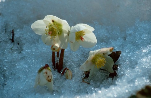 Helleborus (Helleborus niger)