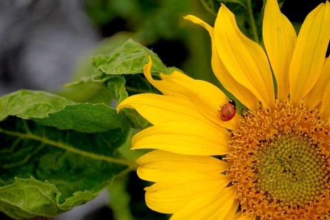 Ladybird on sunflower (Helianthus annuus) in the garden Sunflower