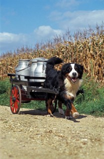 Bernese mountain dog pulling a cart with milk cans