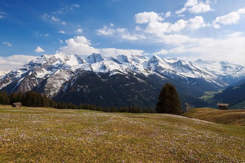 Crocus meadow in the mountains, Zillertal valley, Tyrol, Austria, Europe