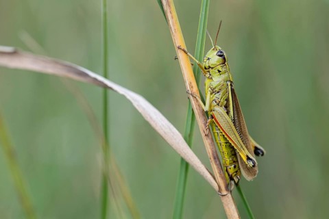 Large marsh grasshopper (Stethophyma grossum), sitting on blade of grass, Spatenbräufilz, Bavaria,