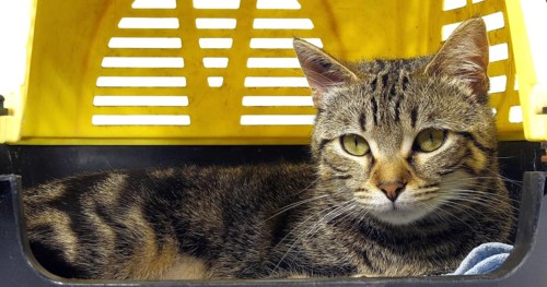 Brown Tabby Domestic Cat, Pussy and its Carrying Basket